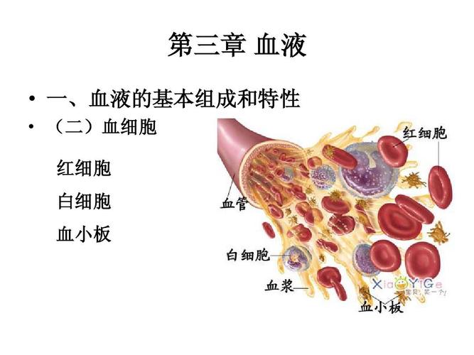 第三章 血液   一,血液的基本组成和特性   (二)血细胞 红细胞 白细胞