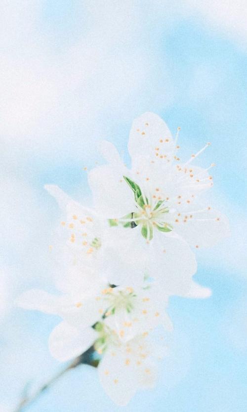 清新淡雅白色花卉手机桌面壁纸