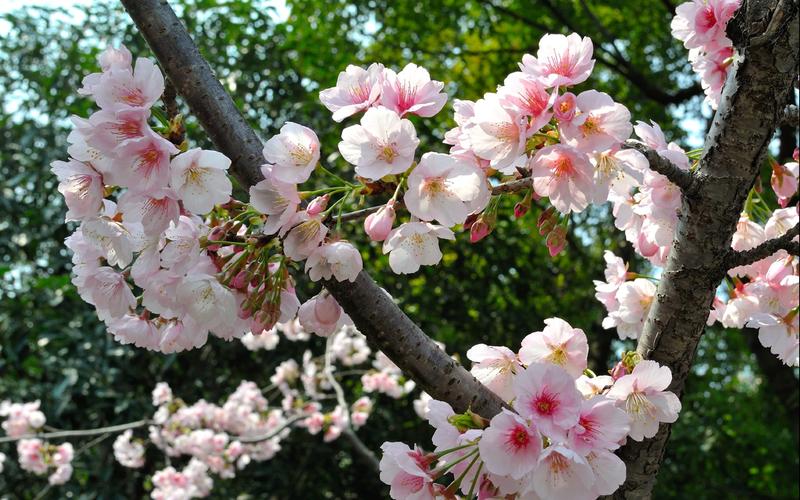春天粉色樱花电脑壁纸樱花春天花卉鲜花粉色花朵日本樱花