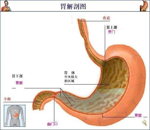 胃窦属于胃的结构的一部分,临床所称的胃窦为幽门窦或是包括 a