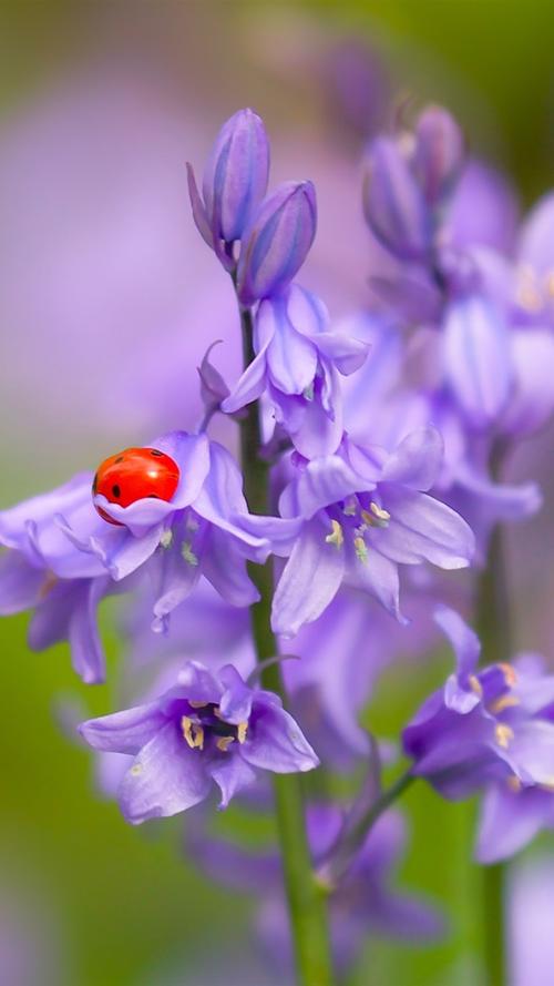 紫风铃花,瓢虫,昆虫