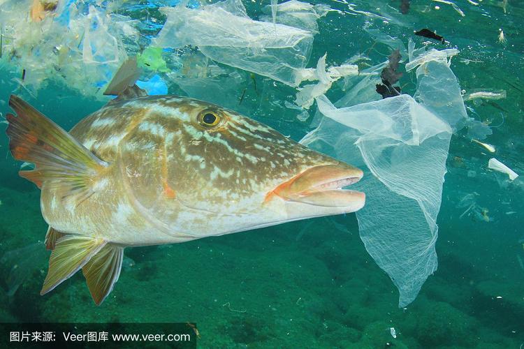 鱼吃了海洋中的塑料污染