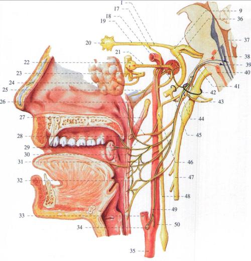 舌咽神经的纤维成分及其分布-系统解剖学-医学