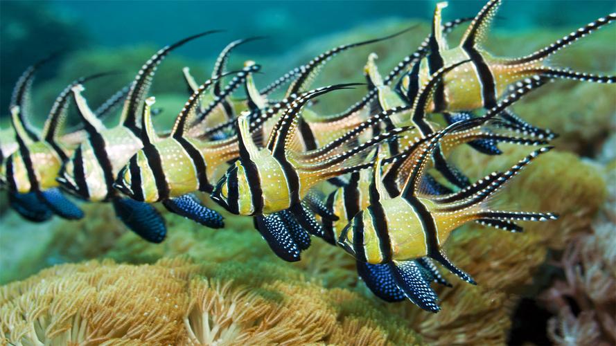生动美丽的水族馆海底世界桌面壁纸高清大图预览1920x1080_动物壁纸