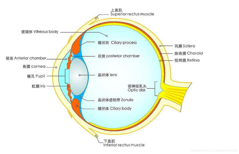 的眼睛结构很复杂,但是主要的工作机理很简单,就是外部的光线经过瞳孔