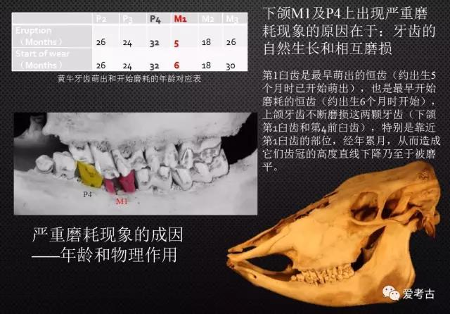 具体到黄牛,红色来表示第一臼齿,它的萌出时间是黄牛出生以后五到六个