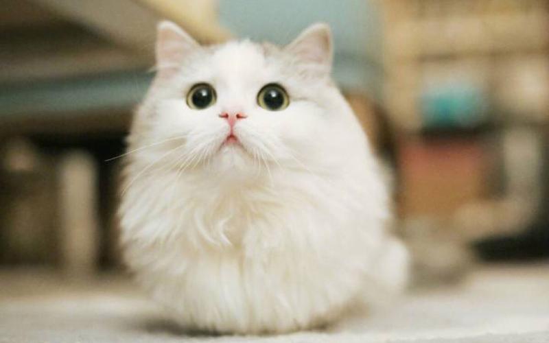 可爱软萌的猫咪高清图片桌面壁纸