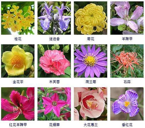 之一批:接下来,给大家分享一下"100种"花期都在秋季的花卉植物.