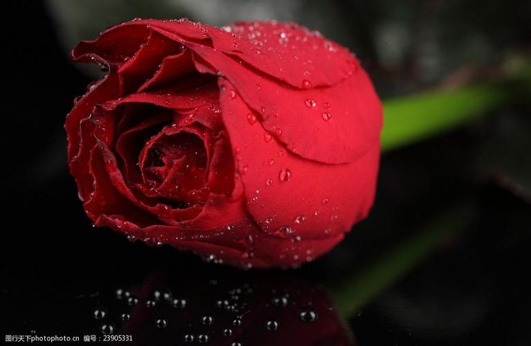 浪漫的玫瑰花高清
