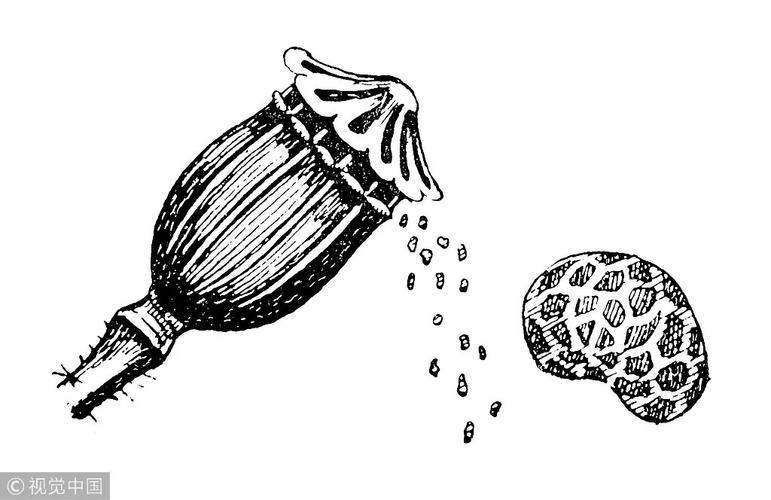 1832年,法国化学家皮埃尔61罗比凯(pierre robiquet)从鸦片中成功