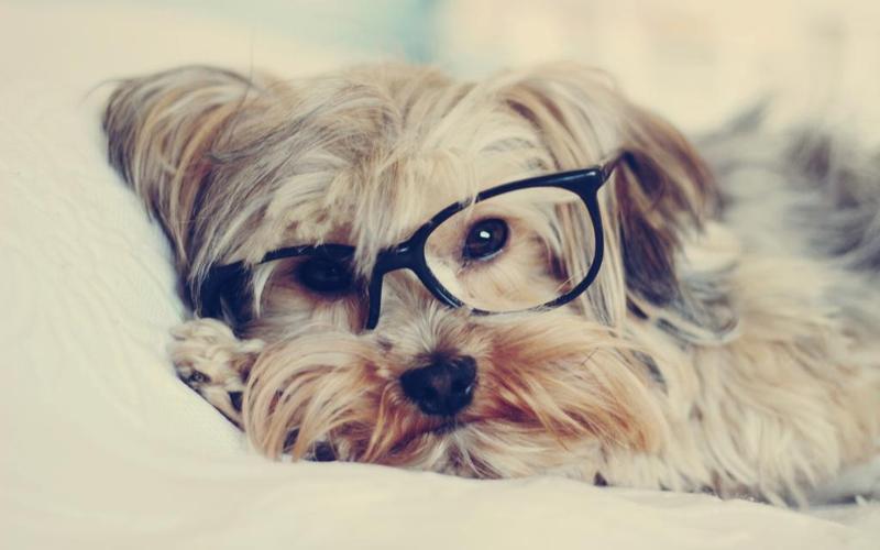 一只狗通过眼镜看,高清图片,壁纸 - 酷酷桌面