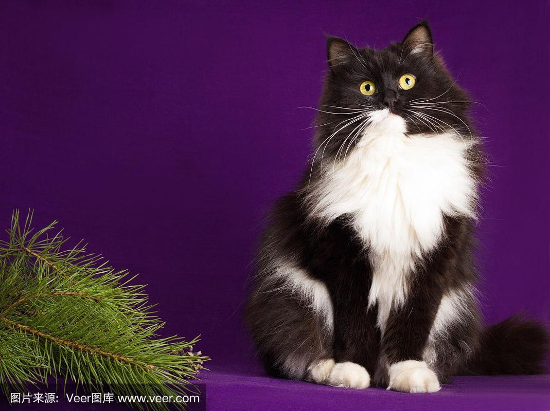 毛茸茸的猫坐在紫色的背景上.