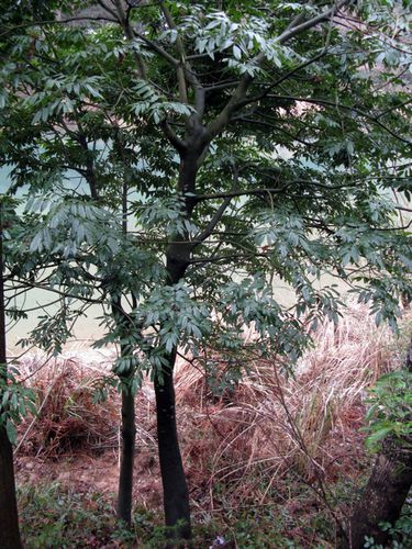"红豆文化":红豆树又名相思树,是一种木质藤本的木本科植物.