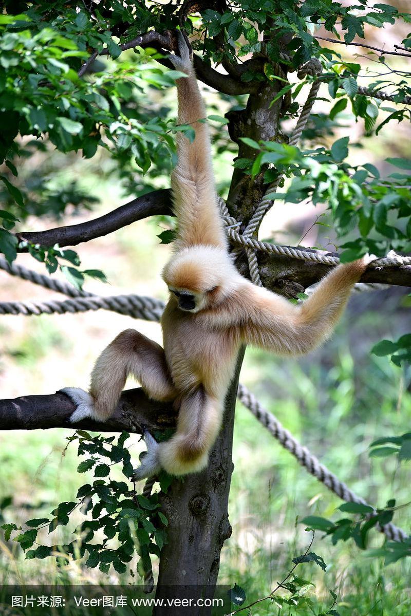 一只猴子挂在树上