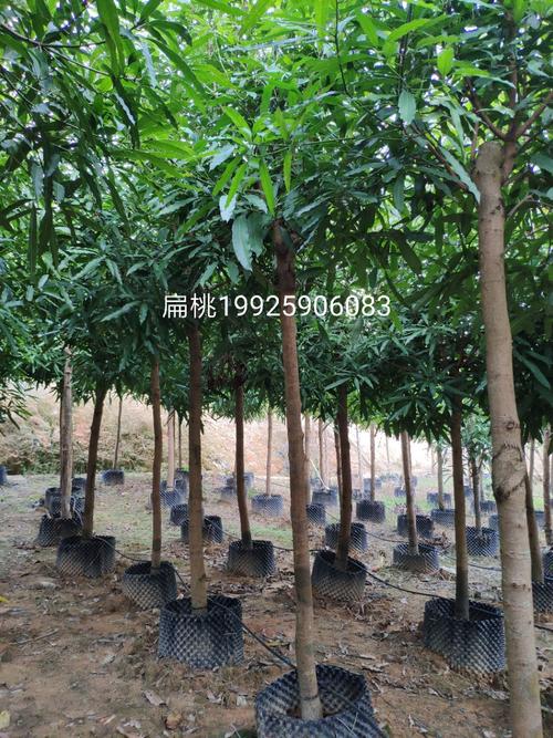 供应 扁桃树 8-12cm 假植苗 袋苗 绿化常绿乔木