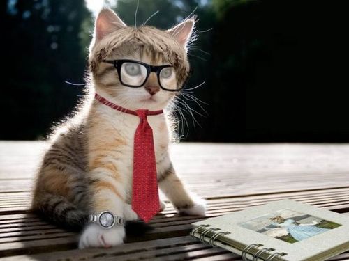 求一张一只猫打着红色领带 带着个黑色眼镜 手上带着表 地上有本书 站