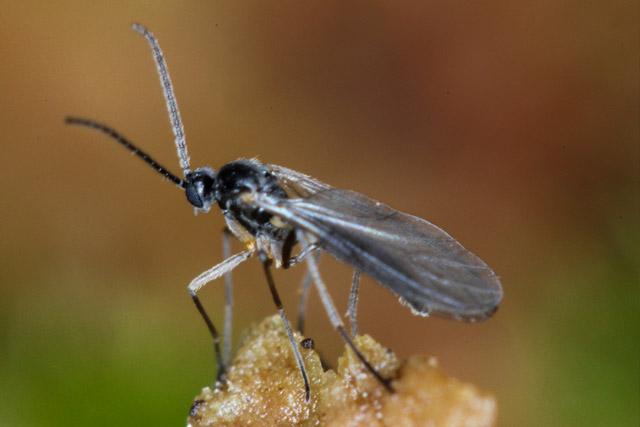 fungus gnats invading your property?