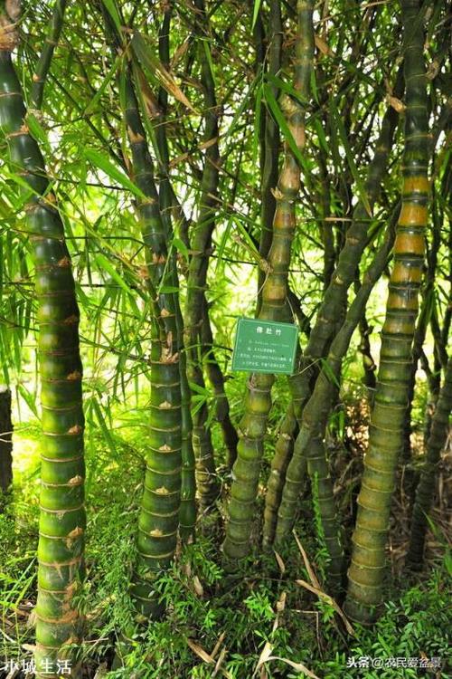 其他网友观点 竹子的种类比较多 庭院常用的竹子有: 1,佛肚竹,肚坠哪