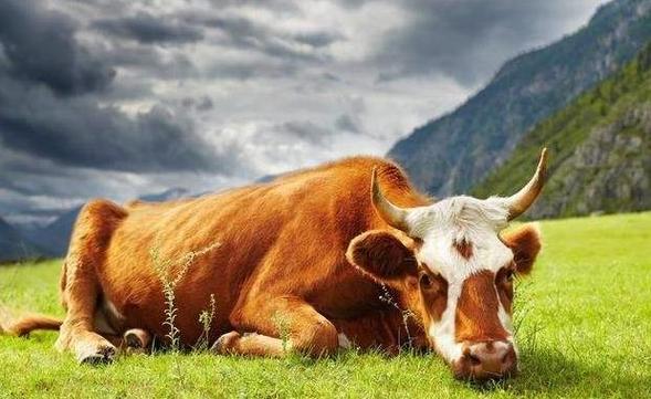 属牛的人几月出生最好阴历 属牛几月出生大富大贵2021农历