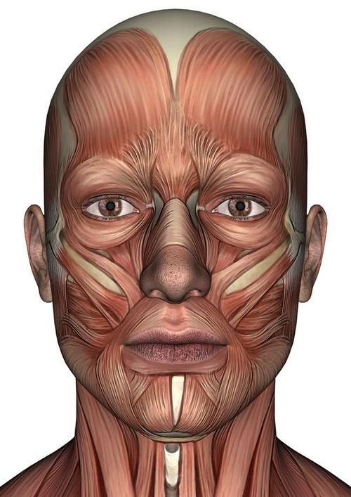 人体面部肌肉图片