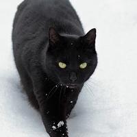 诡异的黑猫头像 诡异恐怖黑猫头像_微信头像图片大全