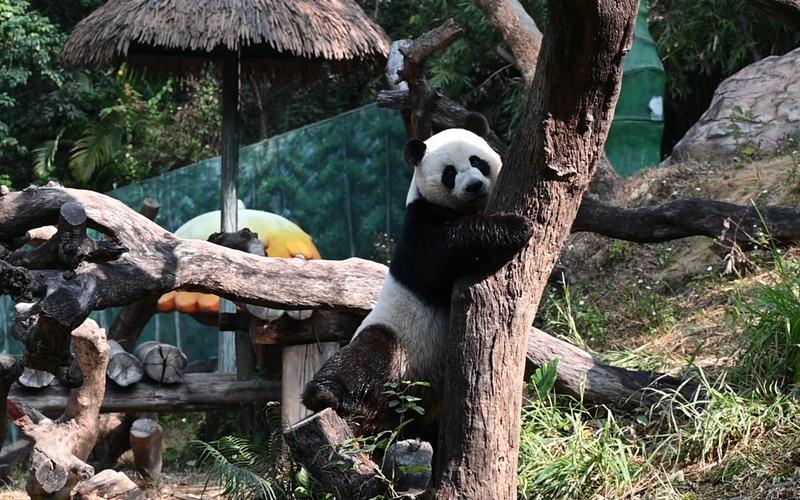 大熊猫帅帅:每逢佳节胖三斤……现在是时候开始准备"减肥"工作啦!