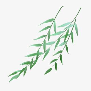 手绘植物柳枝免抠动植物植物元素
