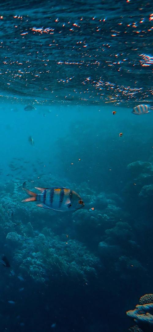 手机壁纸小清新蓝色系海洋生物唯美摄影