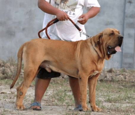世界上著名的20种巨型犬