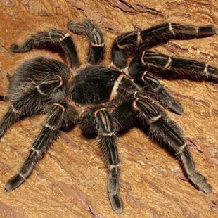 巴西所罗门捕鸟蛛蜘蛛6cm左右小母