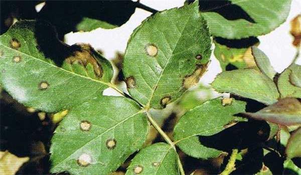 牡丹病虫害防治牡丹病虫害主要有哪些