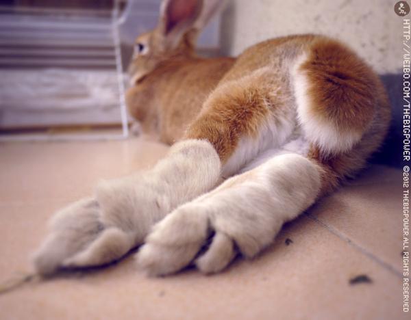 #史大力#我的爪子最漂酿! _ 我的兔子不可能这么萌 兔 宠物 兔子 萌宠