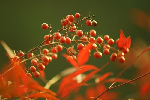 南天竹的红果实