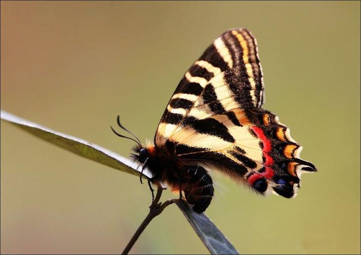 国家重点保护野生动物——中华虎凤蝶
