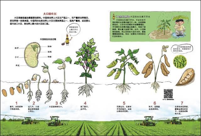 大豆的生长过程水稻苗是如何培育的?