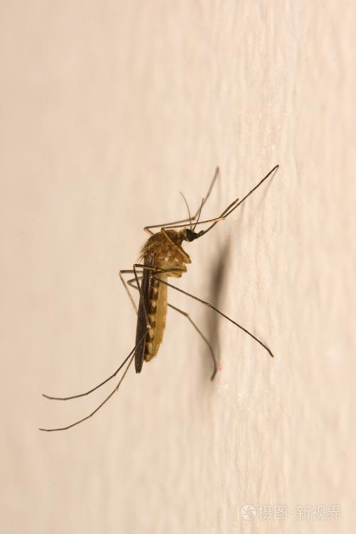 墙上的蚊子
