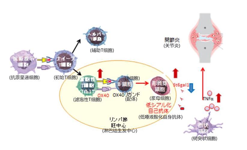 筑波大学发现诱发类风湿性关节炎的t细胞及其对病态的控制机制
