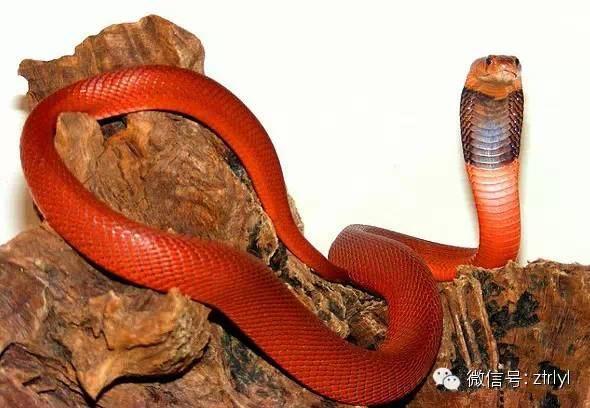rlyl物种说今日红射毒眼镜蛇redspittingcobra