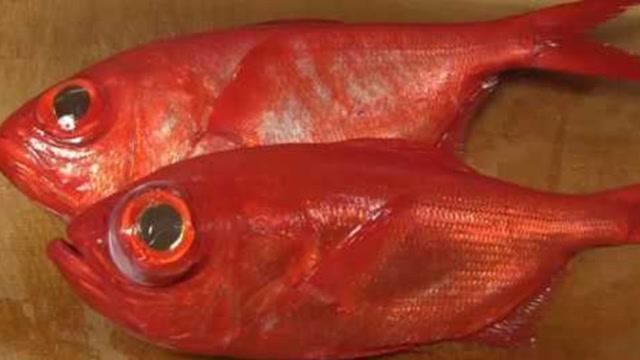 新鲜的大红眼鱼,眼睛占鱼头二分之一,太招人喜欢了