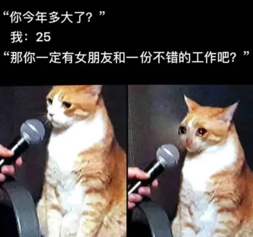 猫咪采访中哭泣