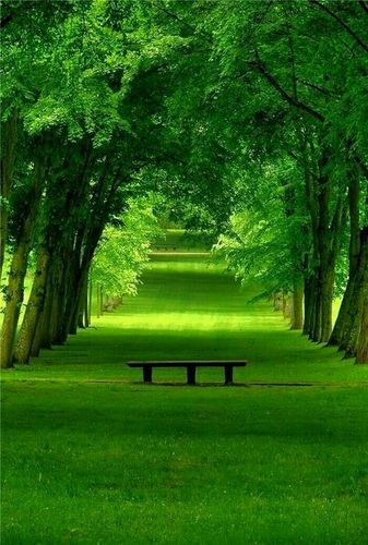 绿色蕴涵希望;代表新鲜,平静,柔和,保健养眼睛;送您大片大片绿色.