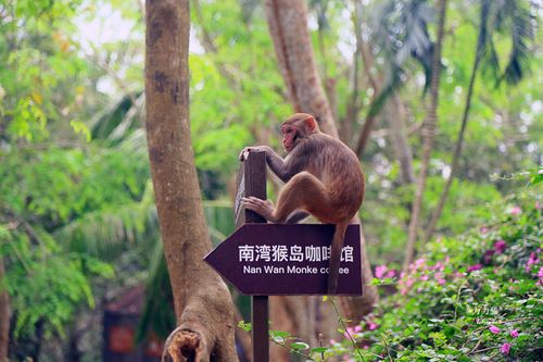 【海南】南湾猴岛:趣味无穷的猕猴乐园
