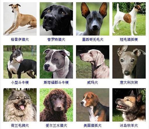 狗狗品种大全及图片及名字(最齐全的狗狗品种大全,带图片记得收藏)
