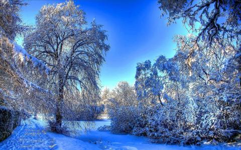 冬天,大自然,森林