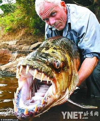 英国垂钓者非洲捕获巨型食人鱼