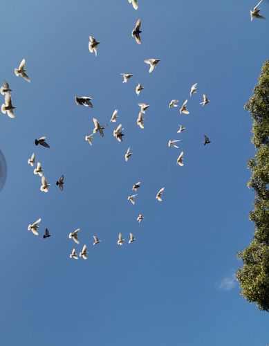 金秋十月西湖鸽子满天飞