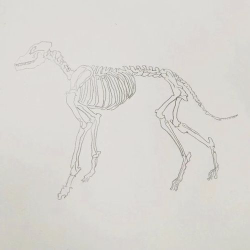 学习宠物美容第一课:画骨骼图