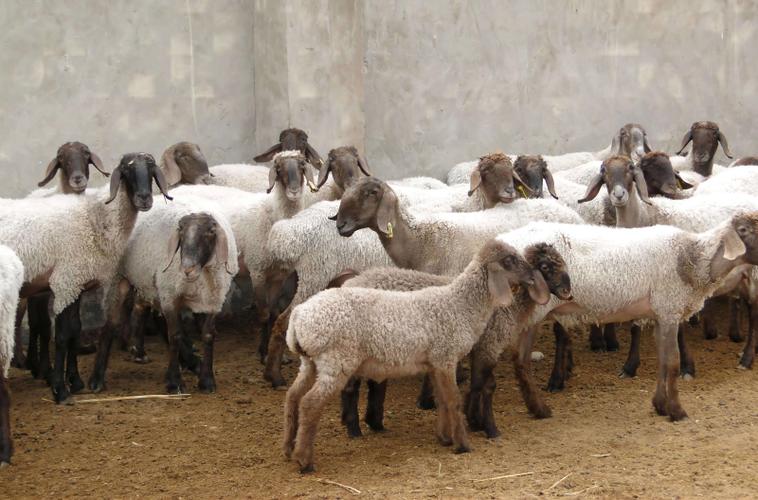 首页>新闻>疆内要闻>多浪羊是新疆优良肉脂兼用型绵羊品种,主要分布在
