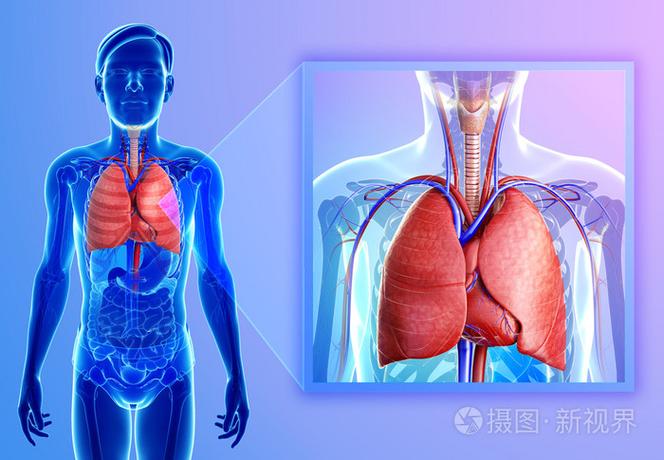 肺在什么位置图片 肺在什么位置图片人体结构图