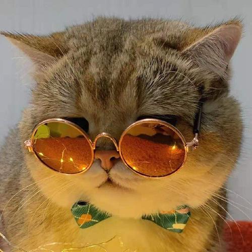 戴眼镜的美国短毛猫(也许) - 堆糖,美图壁纸兴趣社区